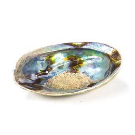Paua Kagyló 13-15 cm
