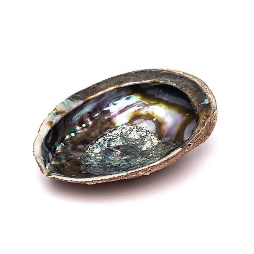 Abalone  Kagyló Nagy 15-17 cm